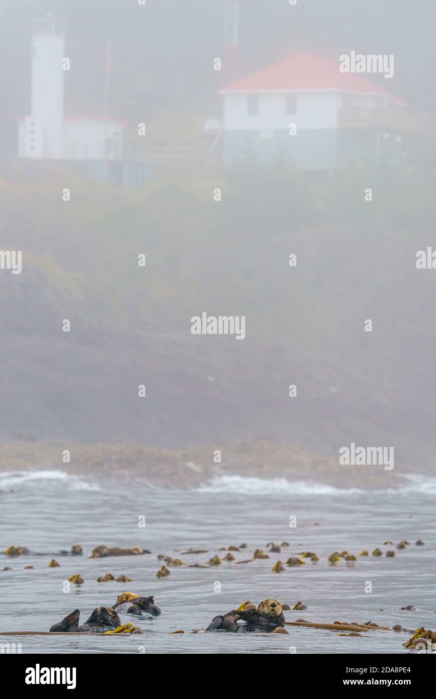 Seeotter, die in einem Seetang-Bett des Kains Island Lighthouse an der Nordwestküste von Vancouver Island, British Columbia, Kanada, schwimmen. Stockfoto