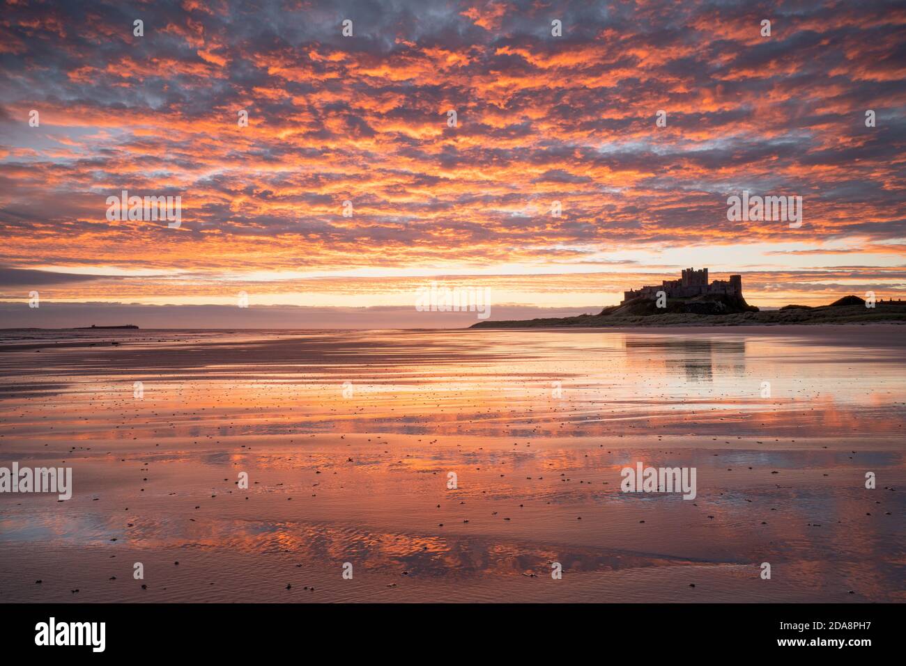 Ein lebhafter Sonnenaufgang spiegelt sich im nassen Sand am Bamburgh Beach wider, mit der silhouettierten Burg, die auf einem Felsvorsprung am Horizont thront. Stockfoto