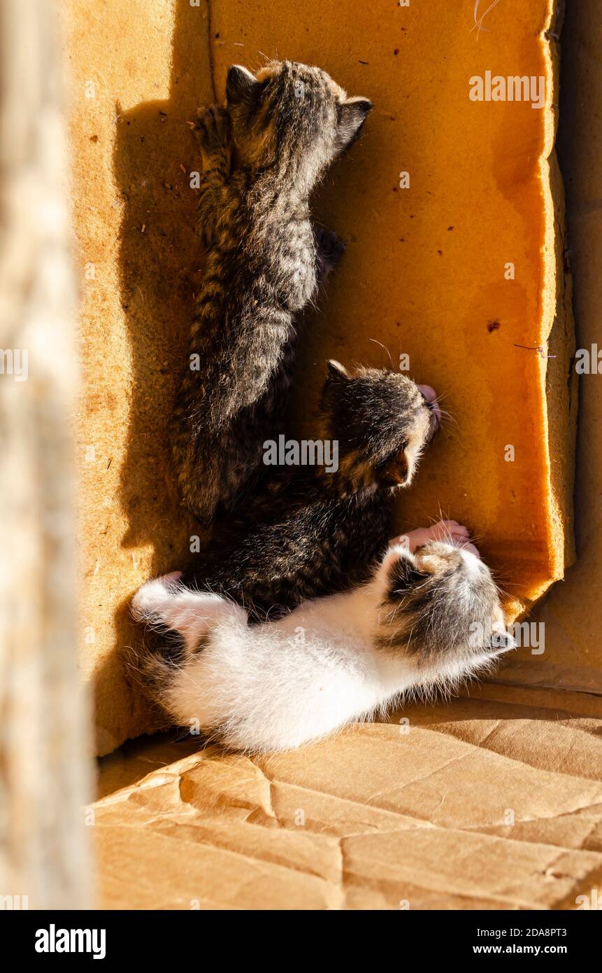 Kätzchen Klettern Auf Schwamm Stockfoto