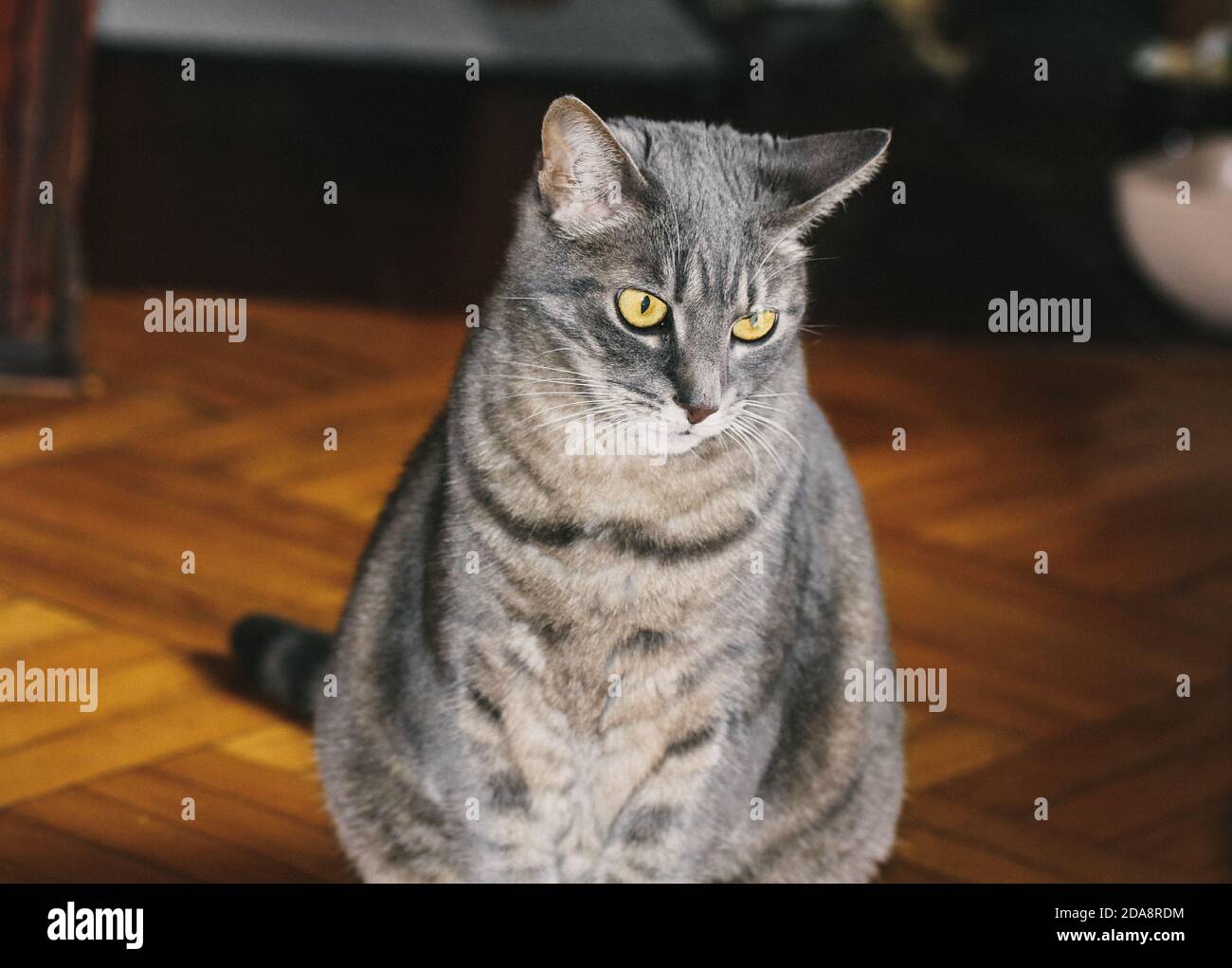Graue Katze im Haus Stockfoto