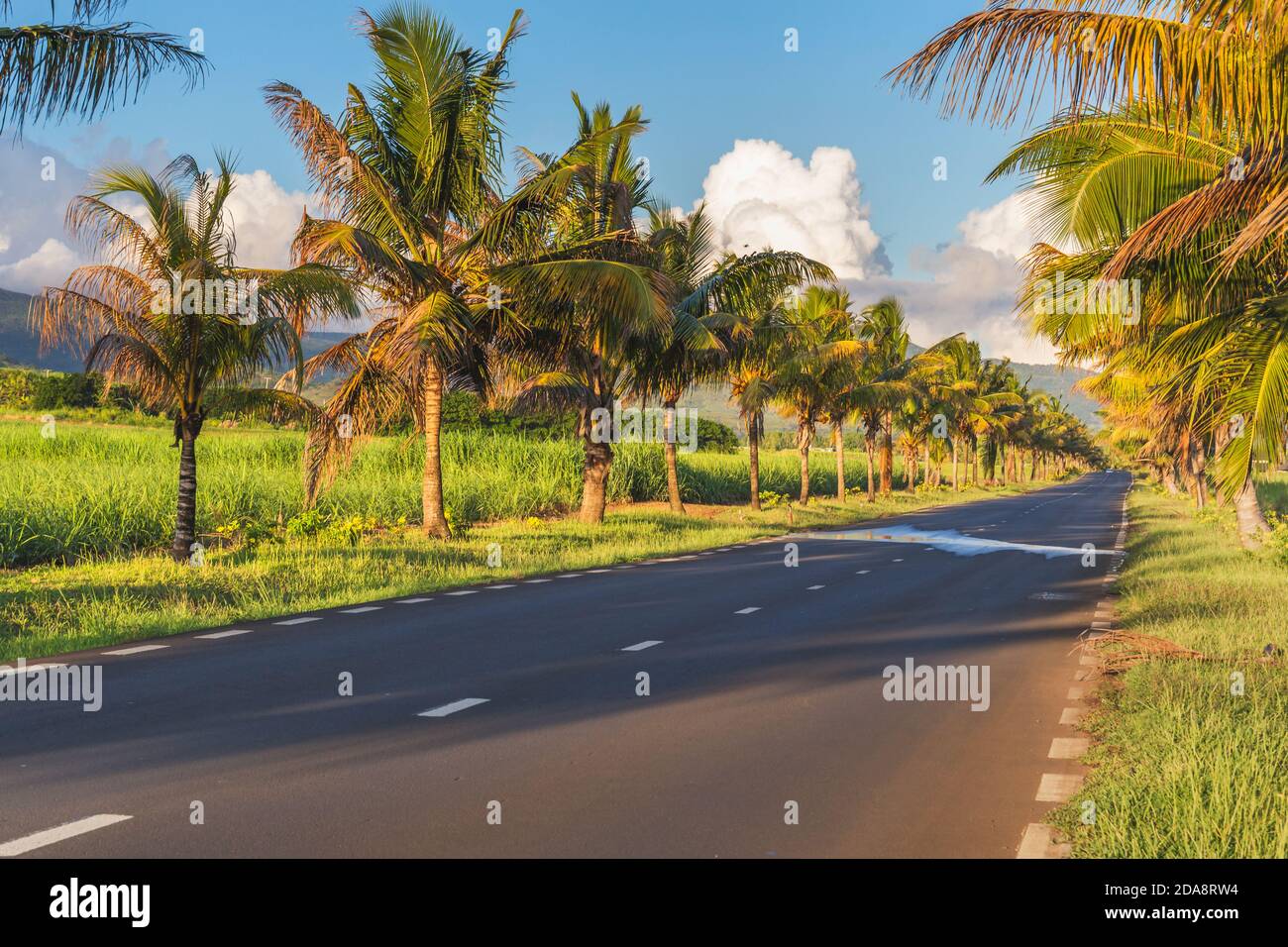 Landstraße mit Palmen im Süden der Insel Mauritius an einem sonnigen Tag gesäumt Stockfoto