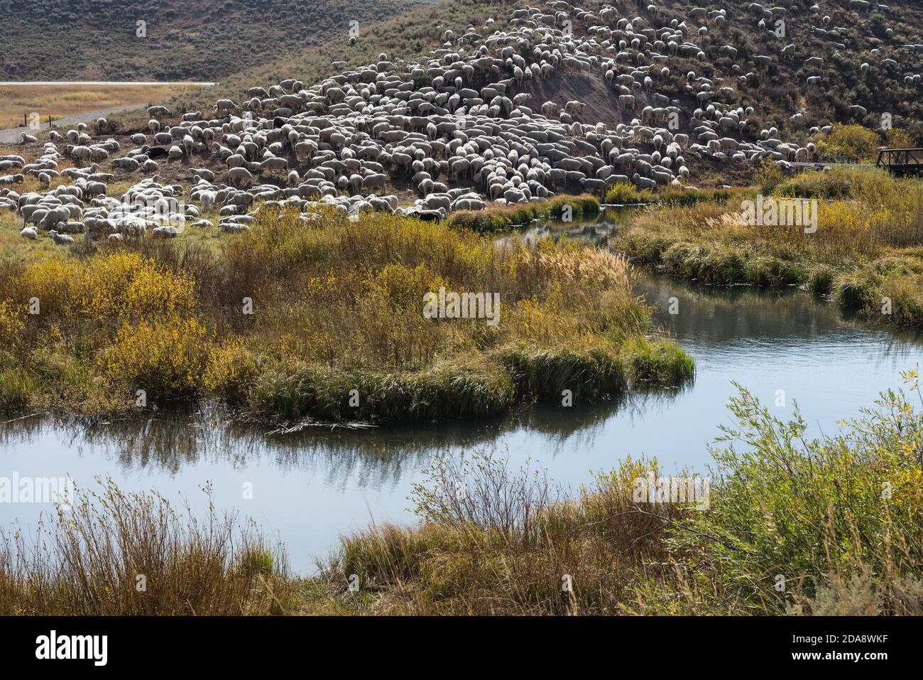 Eine Herde Schafe weiden auf freiem Land entlang Zinn Cup Creek in Idaho Stockfoto