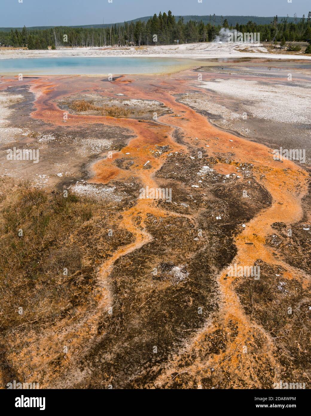 Heißes Wasser mit einer Matte aus bunten thermophilen Bakterien fließt Aus dem Regenbogenbecken steigt Dampf in den Schwarzen auf Sandbecken des Yellowstone National Par Stockfoto