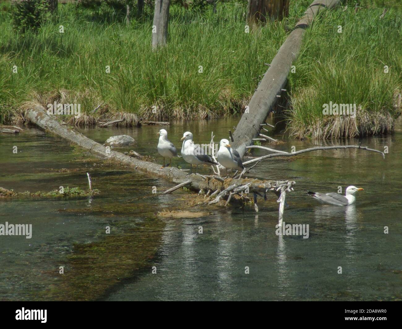 Kalifornische Möwen oder Möwen auf einem Baumstamm im Yellowstone National Park in Wyoming, USA. Stockfoto
