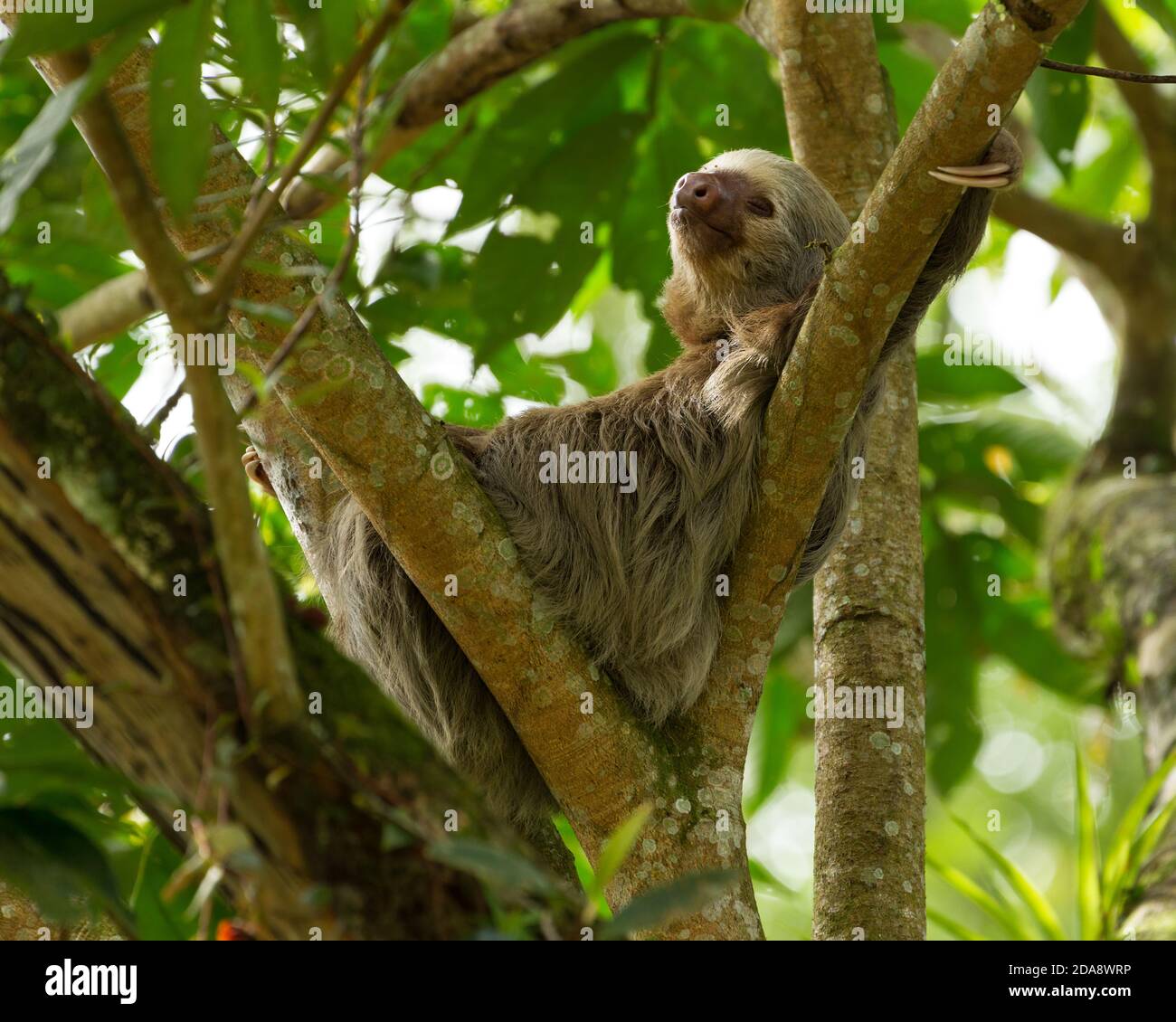 Hoffmans Zweizerstoßfaultier lebt in Bäumen im Regenwald Mittel- und Südamerikas. Stockfoto