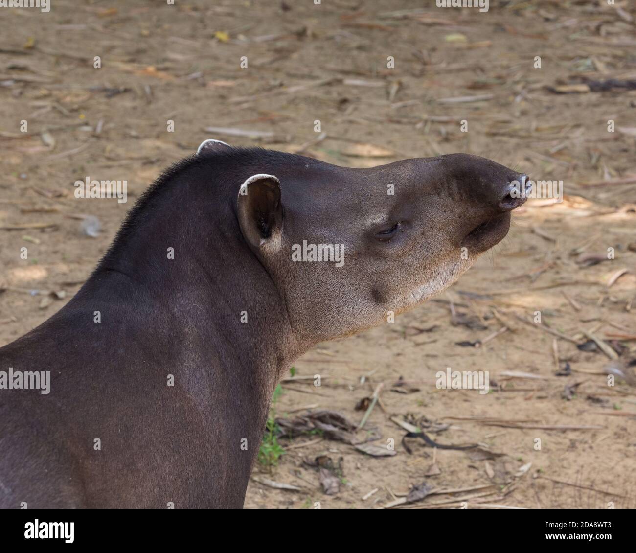 Der südamerikanische Tapir, Tapirus terrestris, brasilianischer Tapir, Lowland Tapir. Es ist das größte einheimische Erd-Säugetier im Amazonas. Schnüffelnd Witz Stockfoto