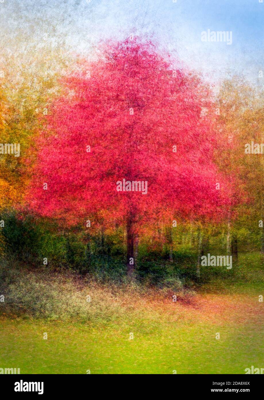 Ahornbaum im herbstlichen Laub, künstlerisch, impressionistisch aufgenommen Stockfoto