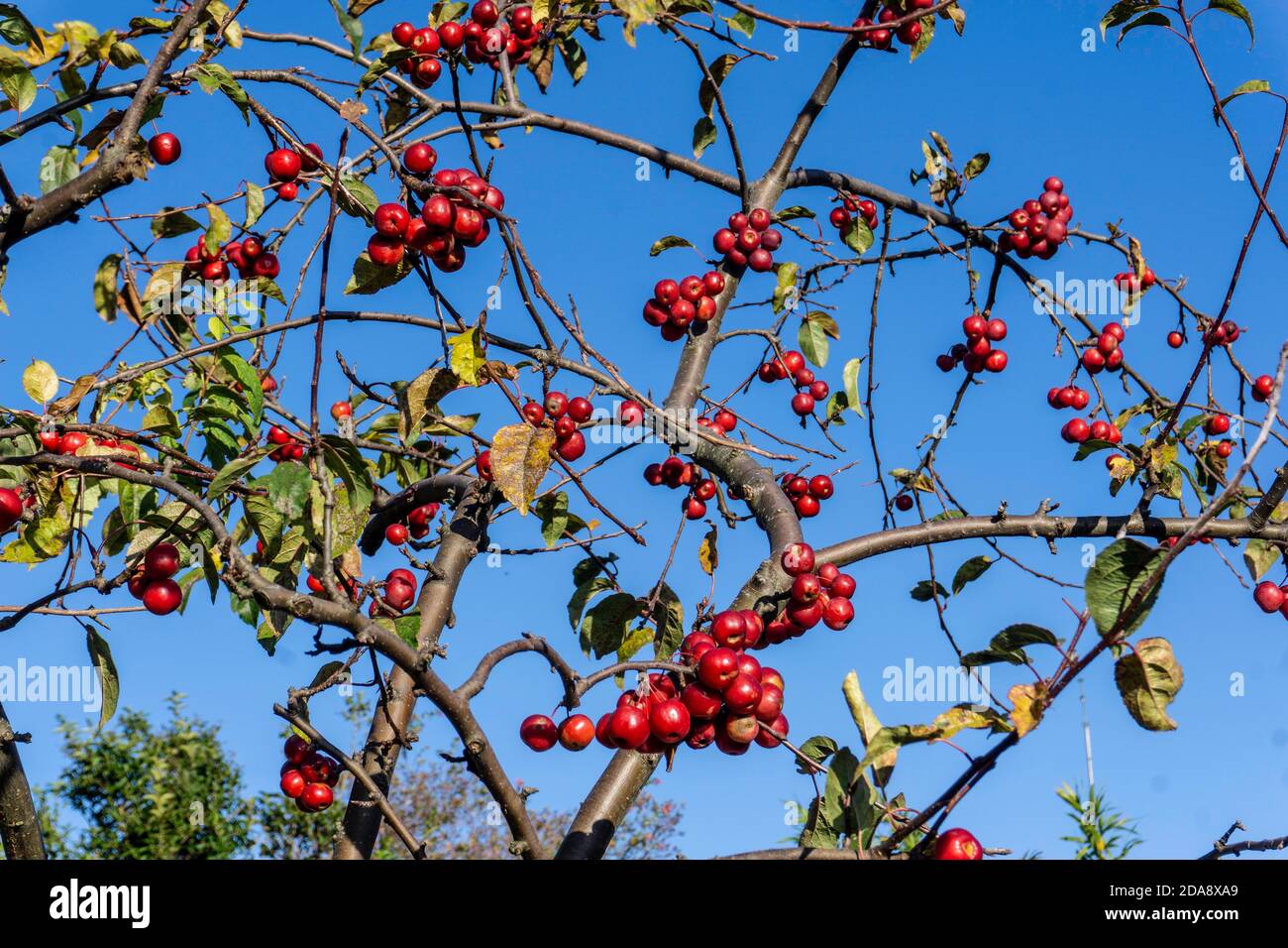 Malus Evereste. Die Frucht von Malus Evereste, einem Laubkrabben-Apfelbaum, dargestellt vor einem strahlend blauen Himmel, Stockfoto