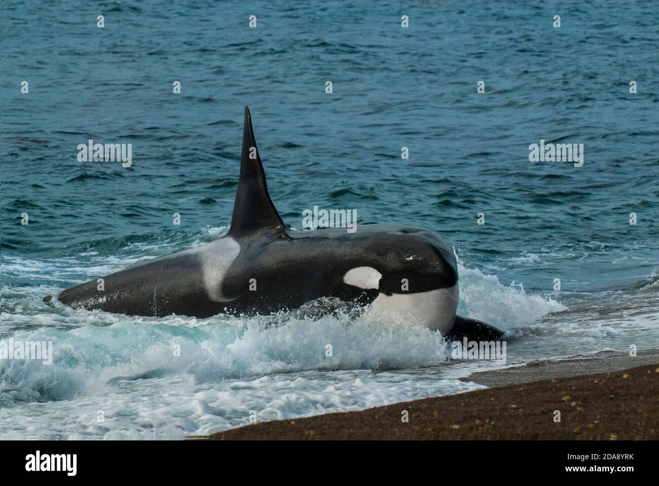 Killerwal, Orca, Jagd auf einen Seelöwenjungen, Halbinsel Valdez, Patagonien Argentinien Stockfoto