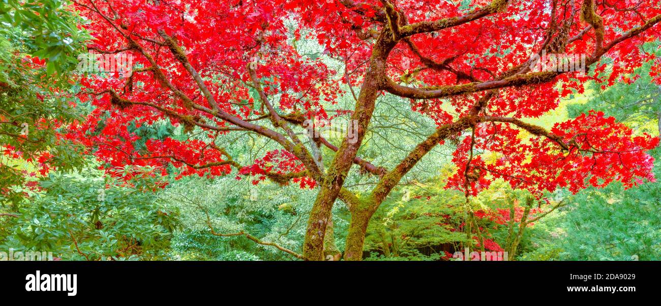 Butchart Gardens, Brentwood Bay, British Columbia, Kanada Stockfoto