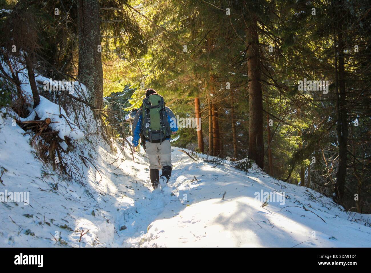 Mann mit Rucksack zu Fuß in den verschneiten Wald. Winter Trekking verschneiten Bergen. Der Reisende geht unter riesige Pinien mit Schnee bedeckt. Epic Winter adv Stockfoto