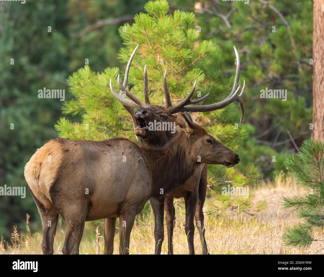 Bull felsigen Berg Elch bugling während der Rut Stockfoto