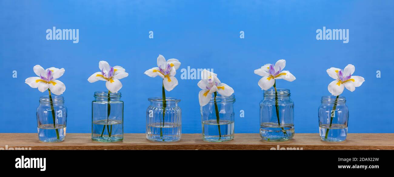 Glas Gläser als Blumenvasen Banner verwendet, Wiederverwendung Recycling Upcycle für ein nachhaltiges Leben Stockfoto