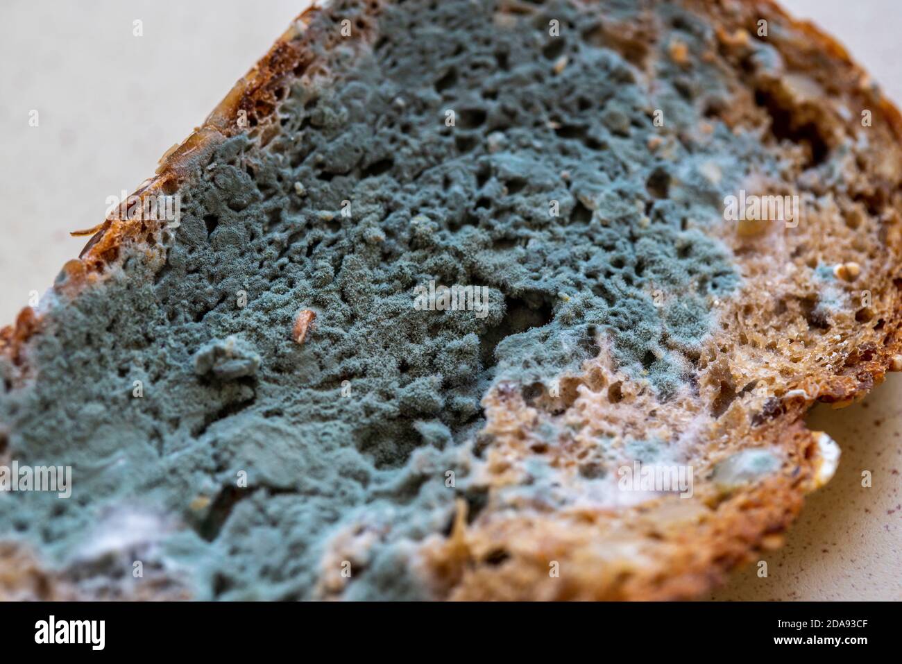 Schimmeliges Vollkornbrot, weißer grüner Brotform, Stockfoto