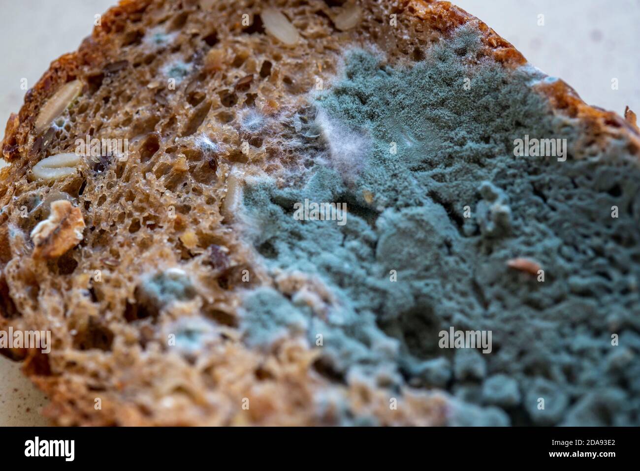 Verschimmeltes Vollkornbrot, weiß grüner Brotkimmel, Stockfoto