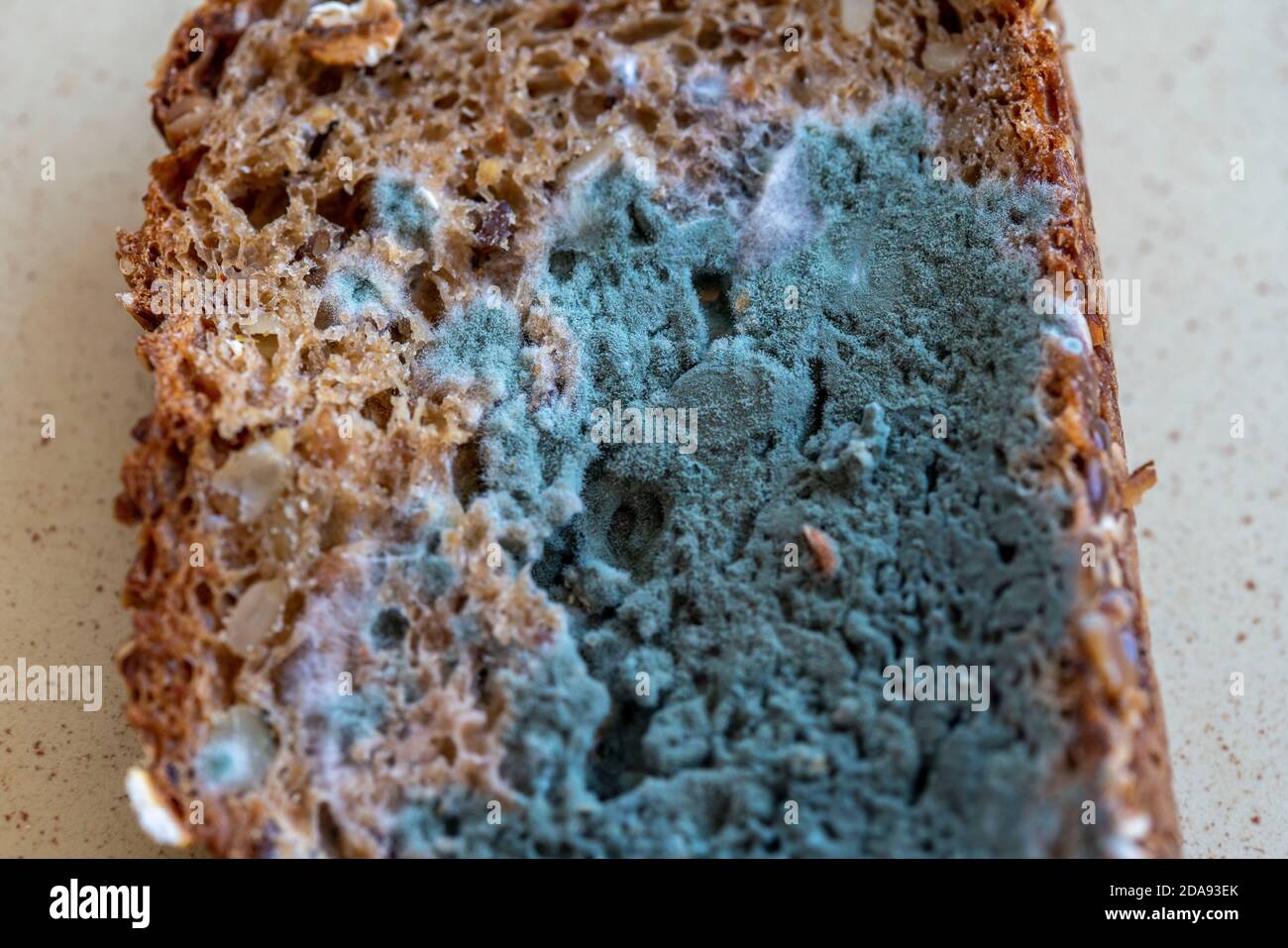 Verschimmeltes Vollkornbrot, weiß grüner Brotkimmel, Stockfoto