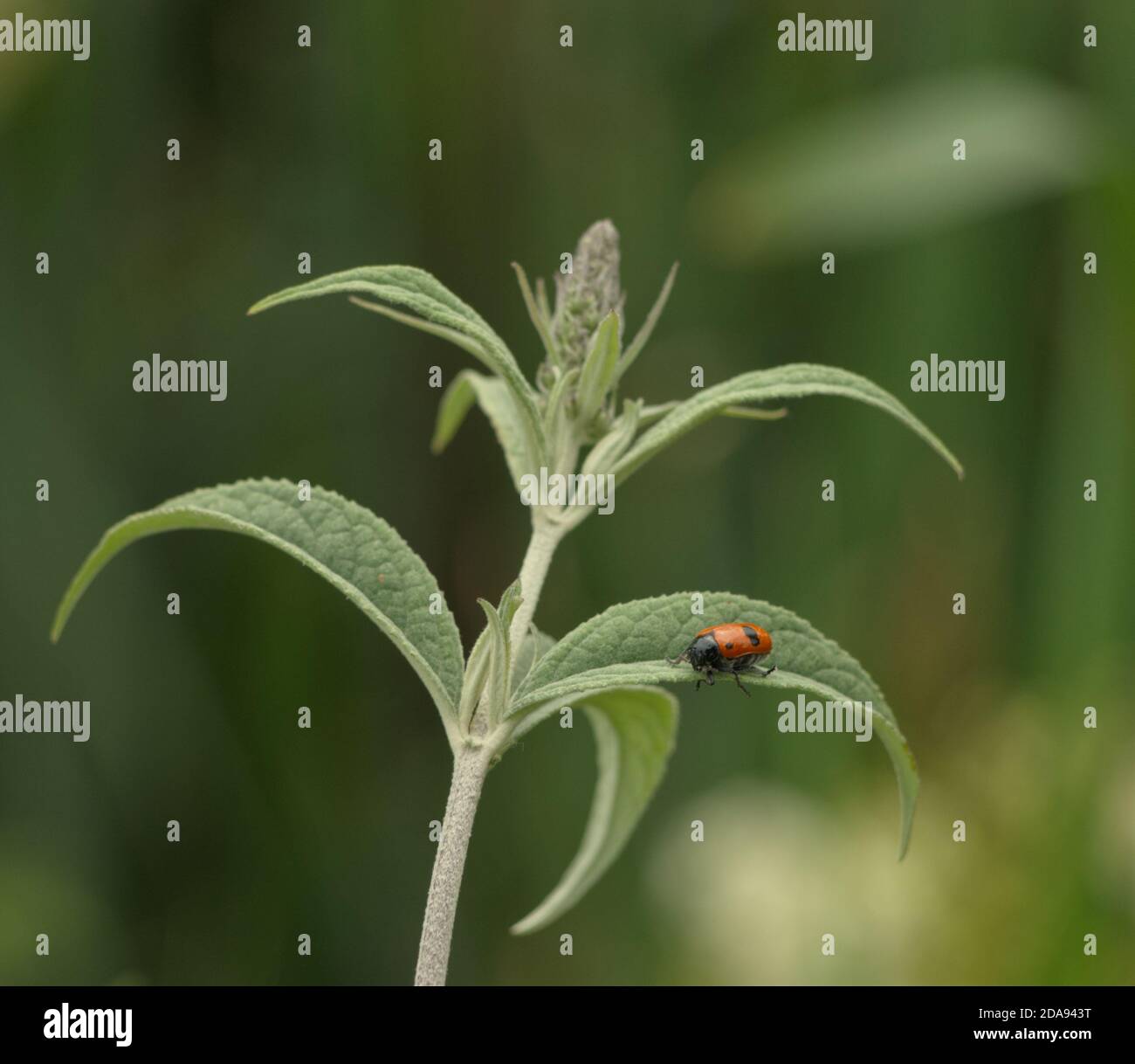 Ein Schockchafer sitzt im Sommer in jena auf einer Blume Stockfoto