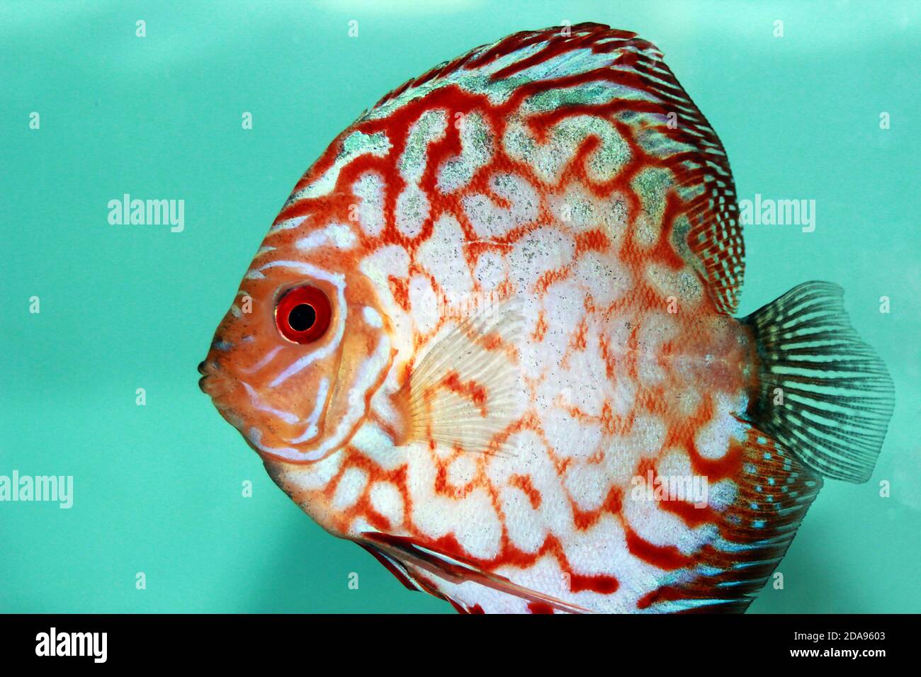 Fischblut Stockfotos und -bilder Kaufen - Alamy