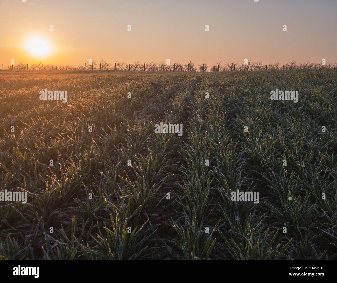 Die Strahlen der Abendsonne über dem Feld von Die Ernte des Winterweizens, der mit frostigen Frost bedeckt ist Stockfoto