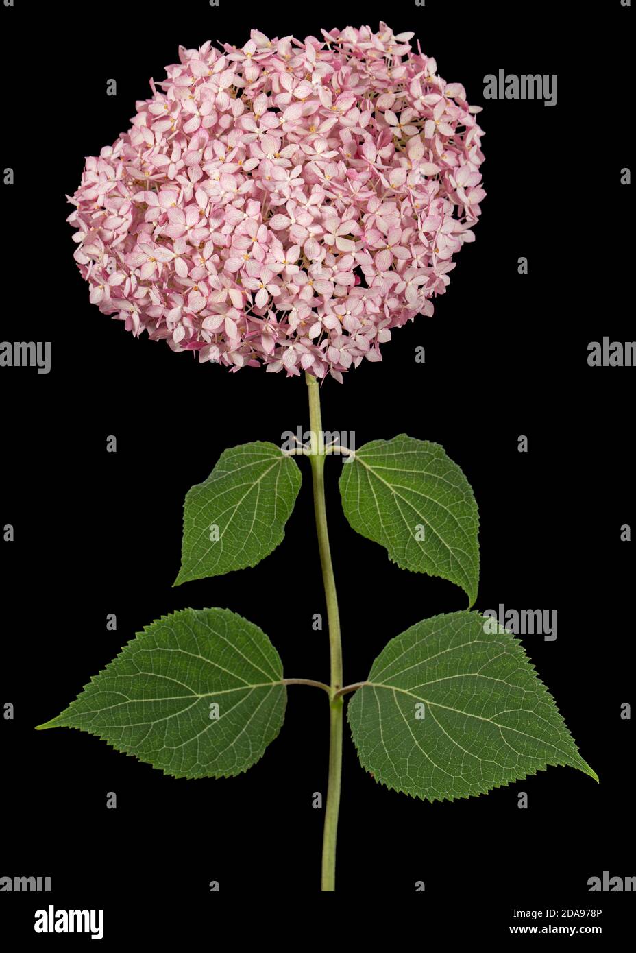 Blütenstand der rosa Blüten der Hortensien Nahaufnahme, isoliert auf schwarzem Hintergrund Stockfoto