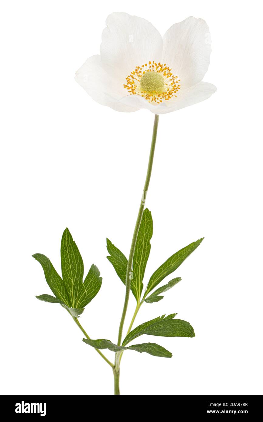 Grünes Blatt von Blumen Anemonen, auf weißem Hintergrund Stockfoto