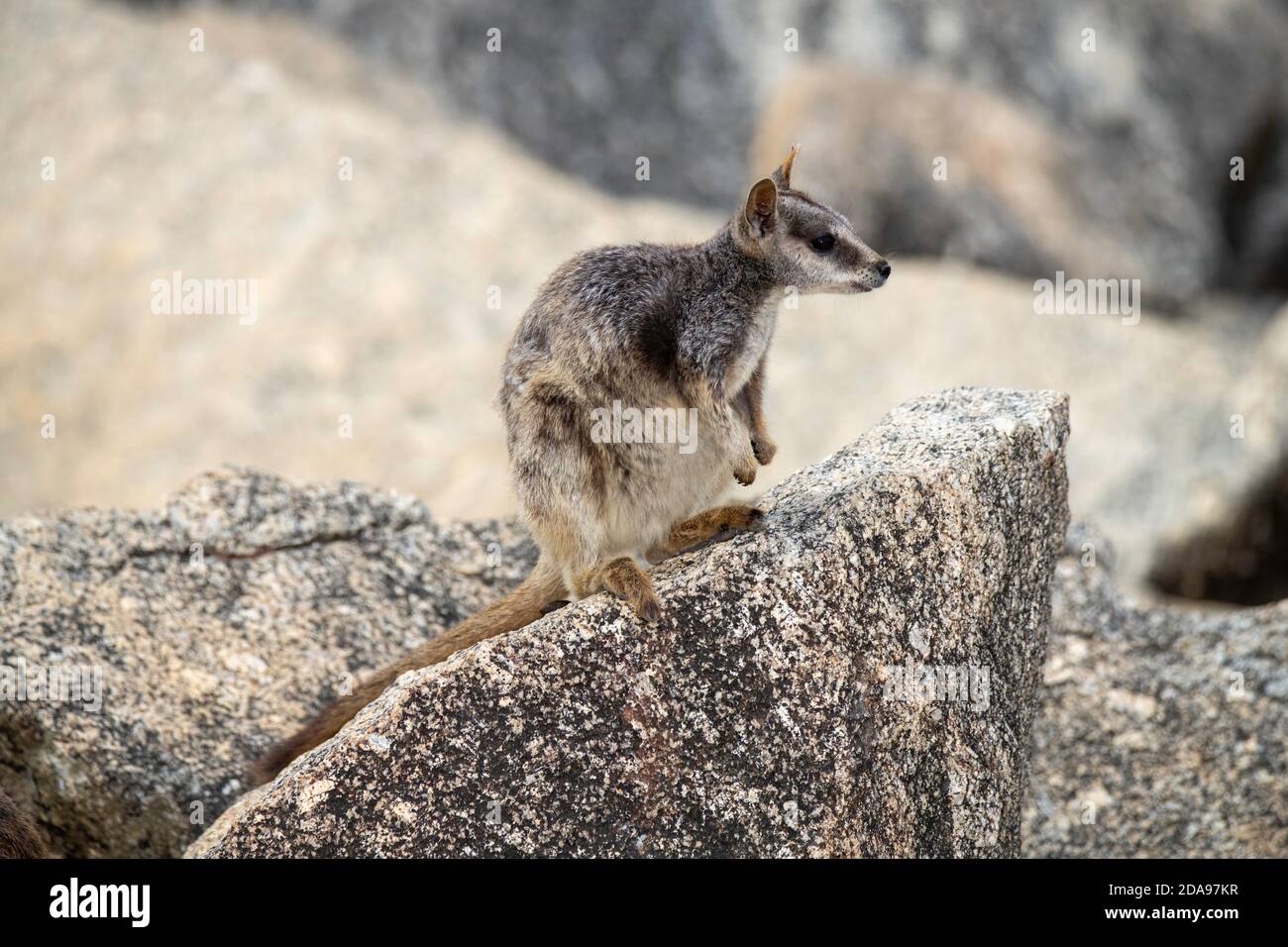 Mareeba Rock-Wallaby Petrogale mareeba Mareeba, Queensland, Australien 4. November 2019 Erwachsene Macropodidae Stockfoto