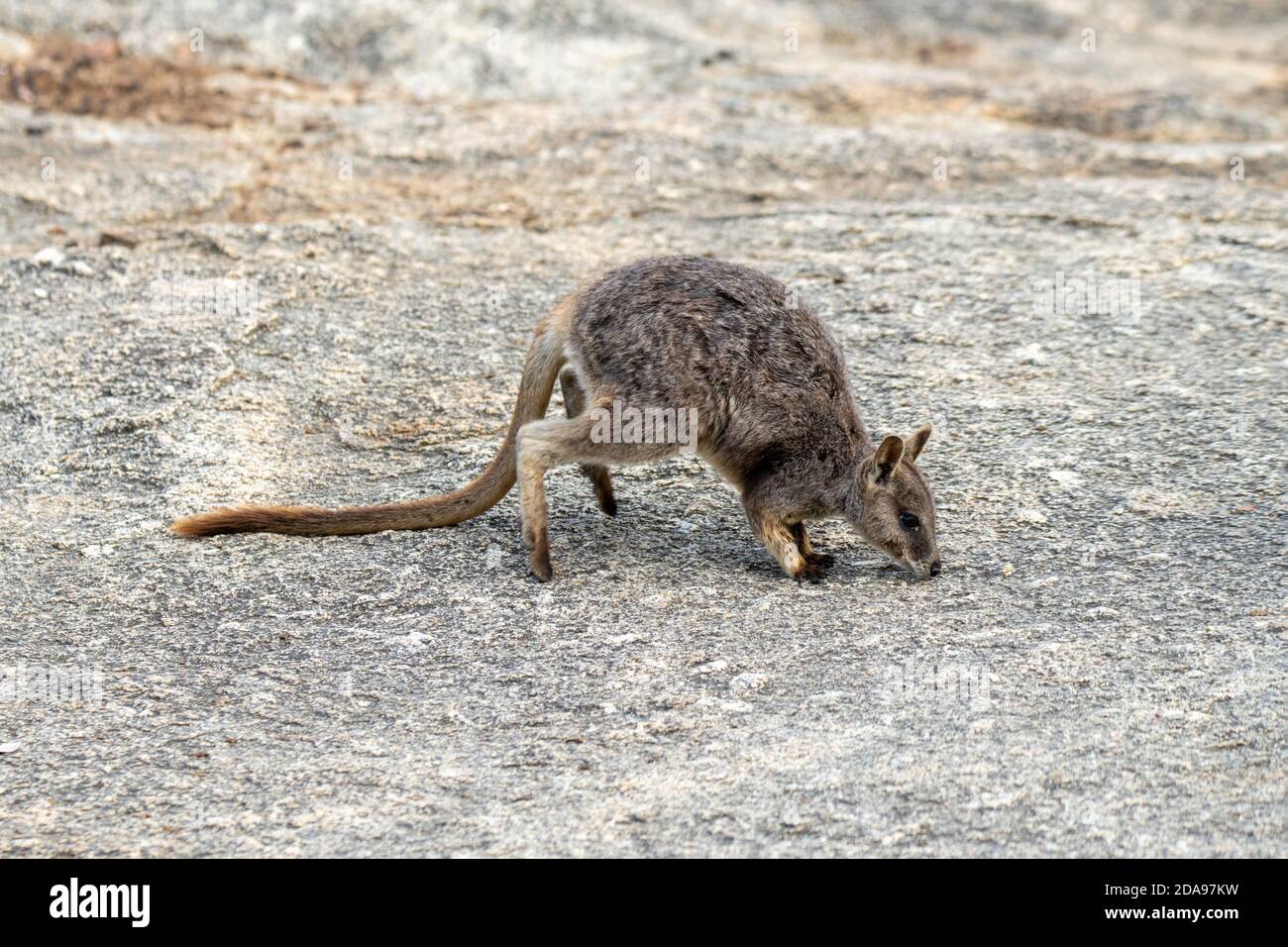 Mareeba Rock-Wallaby Petrogale mareeba Mareeba, Queensland, Australien 4. November 2019 Erwachsene Macropodidae Stockfoto