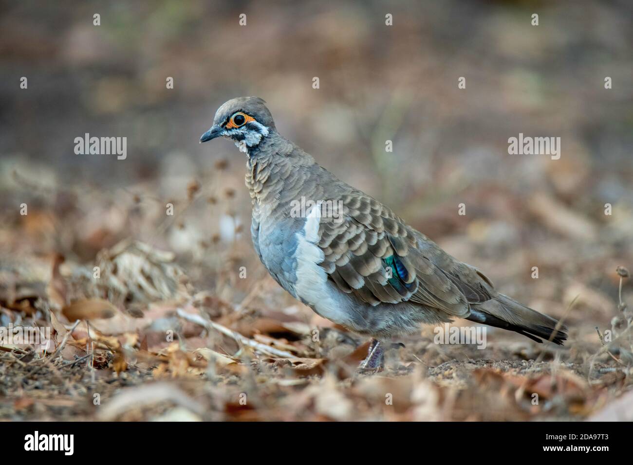 Squatter Pigeon Geophaps scripta Mareeba, Queensland, Australien 4. November 2019 Erwachsene Columbidae Stockfoto