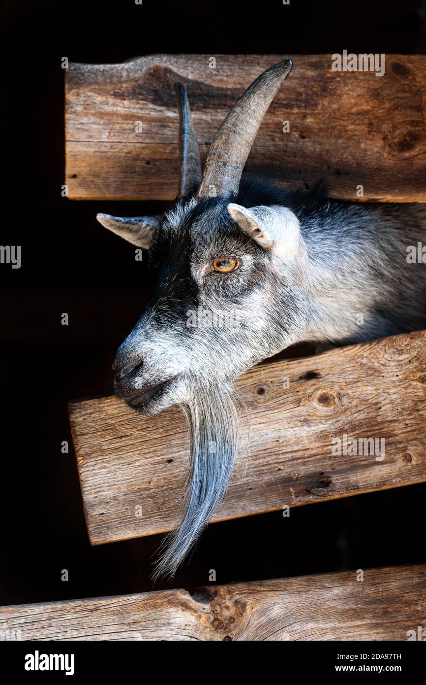 Ziege, die ihren Kopf außerhalb eines Holzzauns klebt Stockfoto