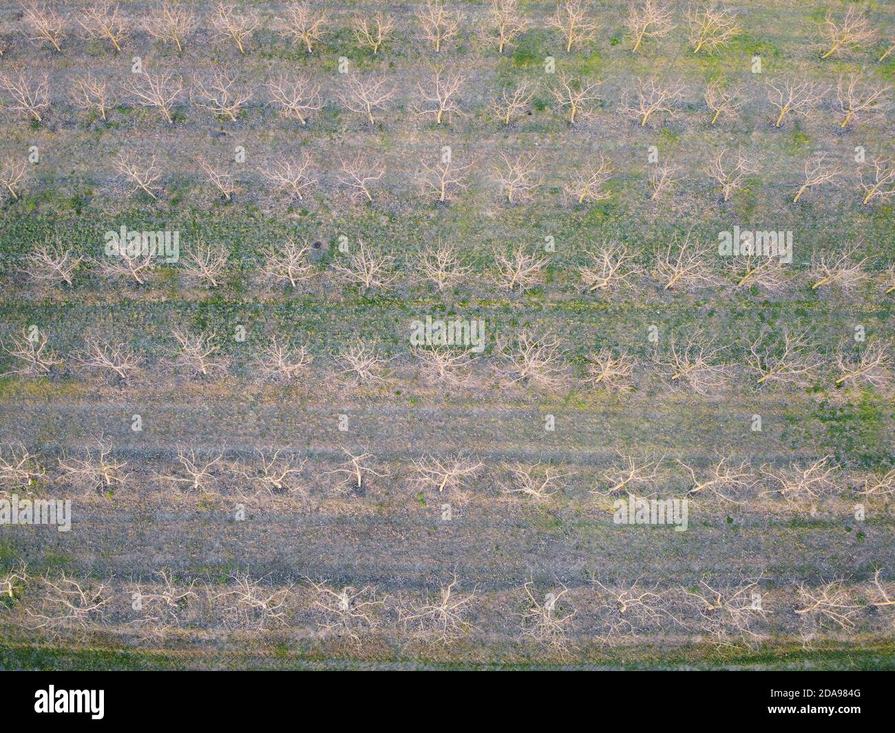 Apfelgarten im Frühling, Natur erwachen, grünes Gras Stockfoto