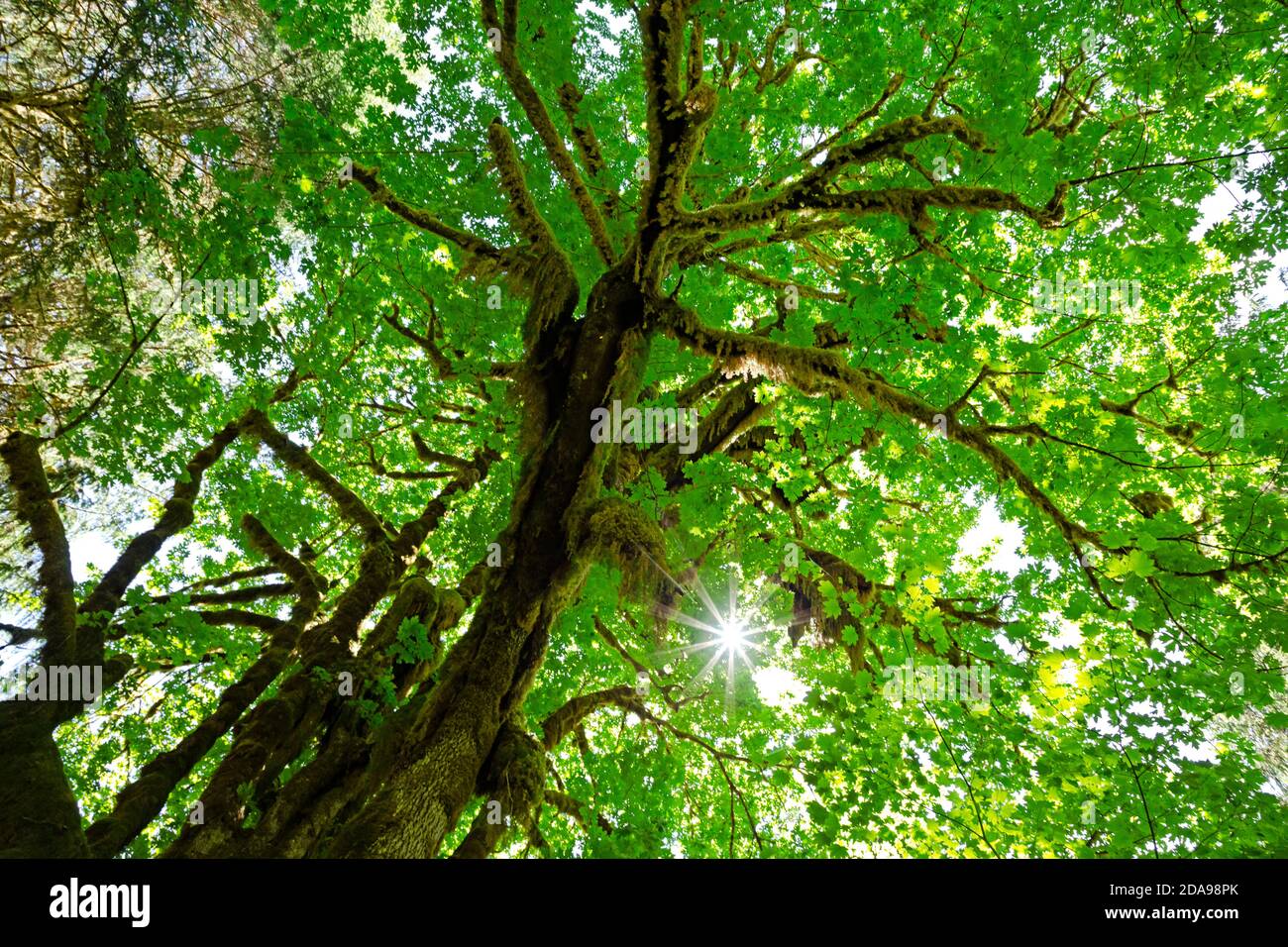 WA16993-00...WASHINGTON - Moos bedeckter Big Leaf Maple im Hoh River Valley, einem gemäßigten Regenwald im Olympic National Park. Stockfoto