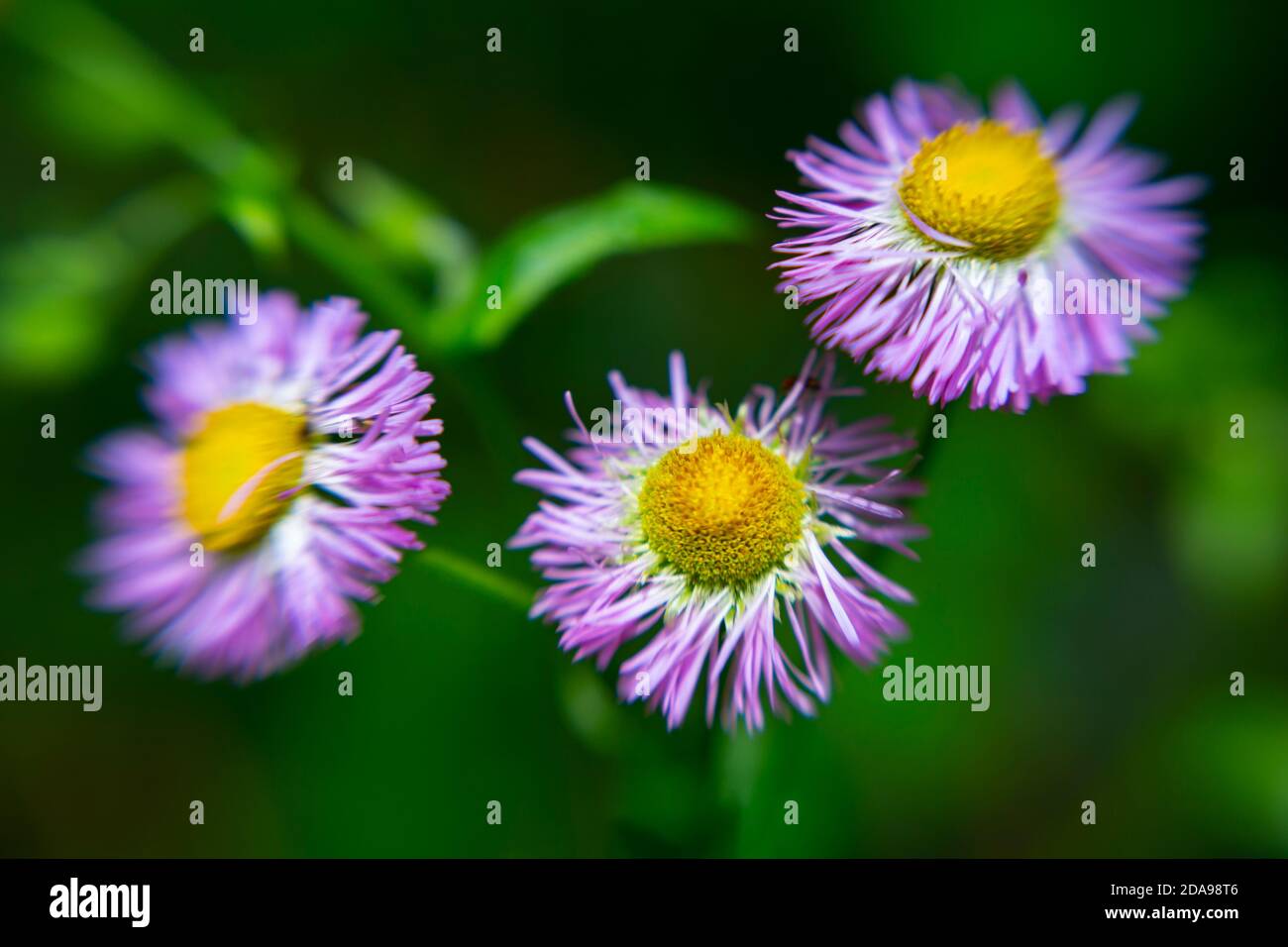 WA16997-00...WASHINGTON - zusammengesetzte Wildblumen wachsen im Hoh River Valley des Olympic National Park. Stockfoto