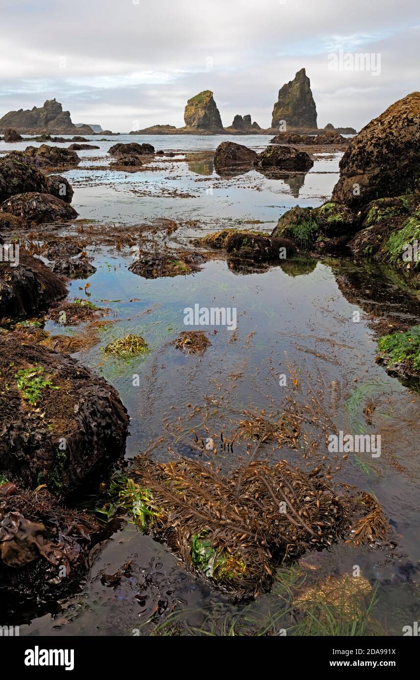 WA18016-00...WASHINGTON - Algen und mit Seegras bedeckte Felsen, die bei Ebbe entlang der Pazifikküste im Olympic National Park freigelegt werden. Stockfoto