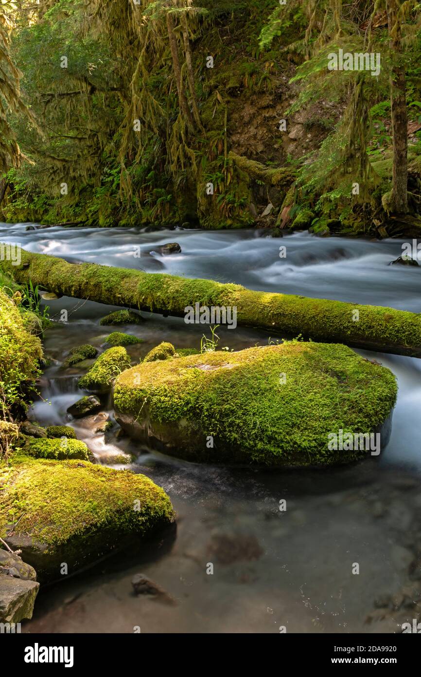 WA18019-00...WASHINGTON - Lillian River überquerte den Elwha River Trail im Olympic National Park. Stockfoto
