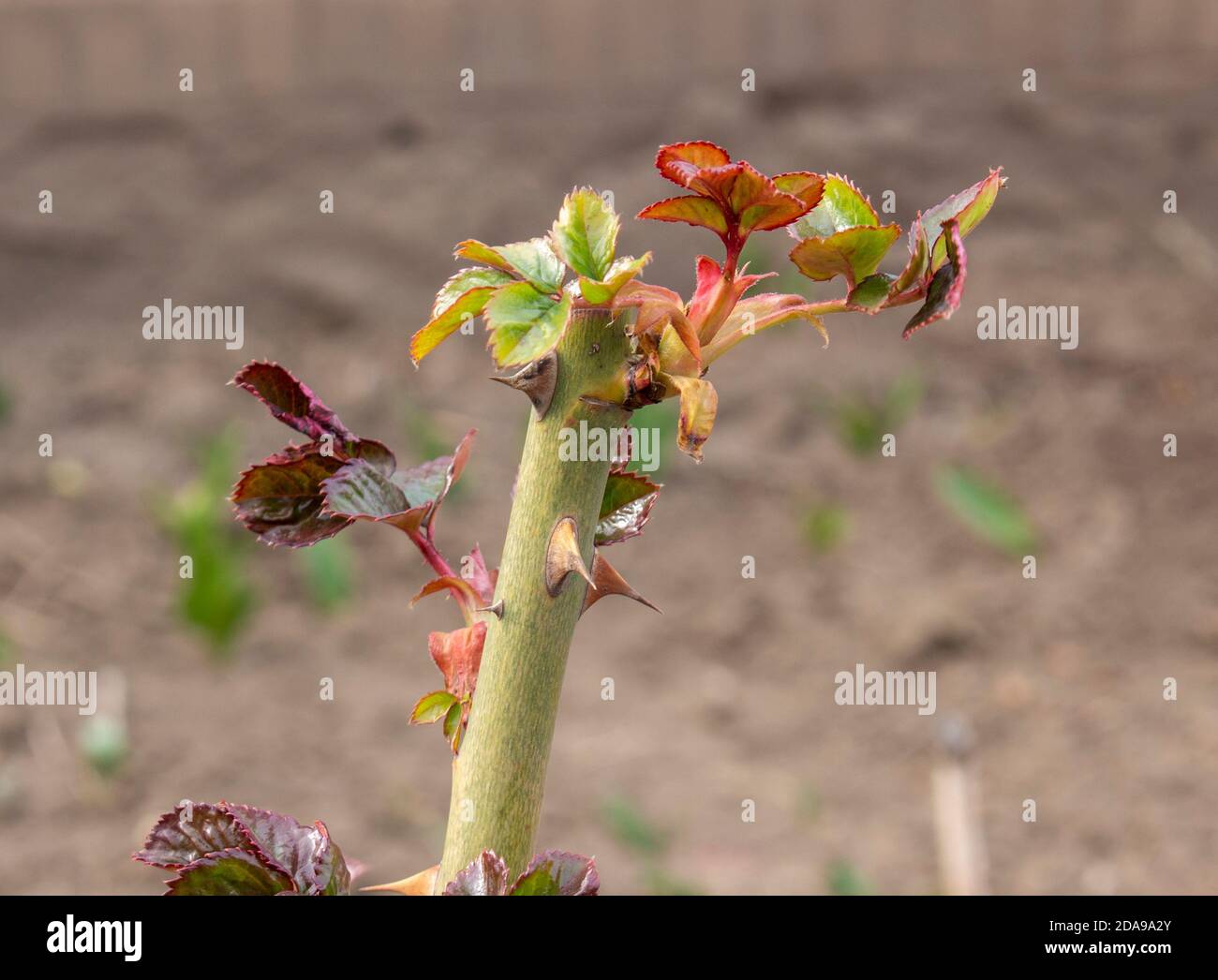 Ausläufer eines Rosenblütenbusches, Frühling sprießen mit jungen Blättern, die an einem sonnigen Tag in einem Blumenbeet blühen. Stockfoto