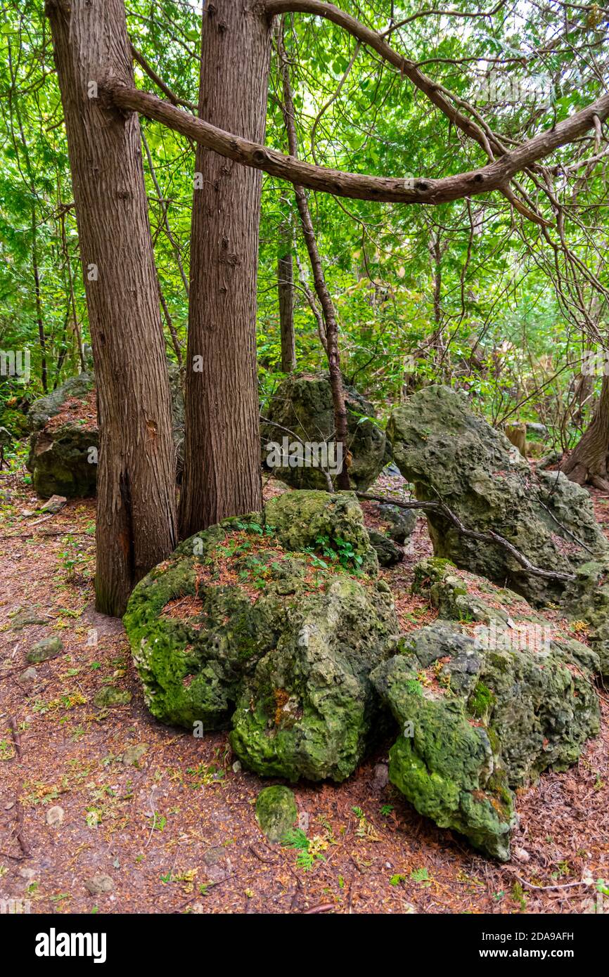 Owensound Conservation Area Wanderweg Wald Stockfoto