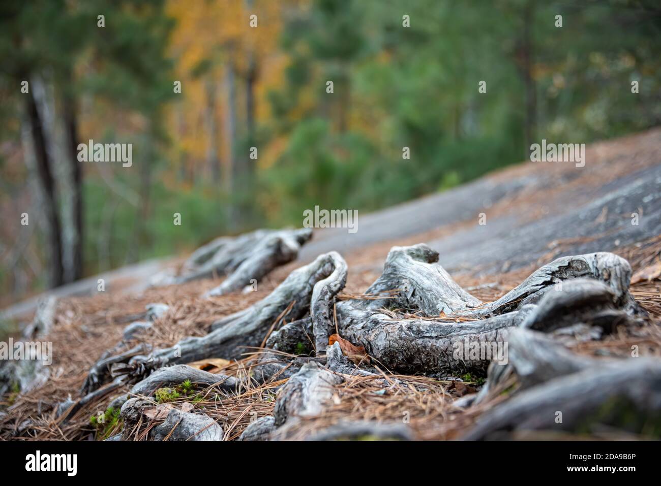 Knorrige Wurzeln auf freiliegendem Granit entlang eines Wanderweges am See im Stone Mountain Park in der Nähe von Atlanta, Georgia. (USA) Stockfoto