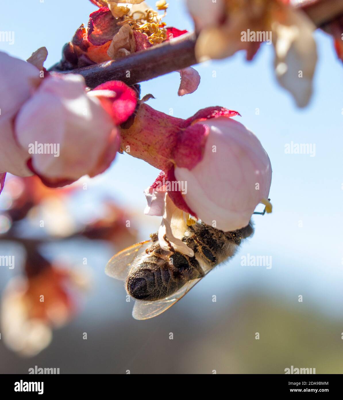 Die Biene bestäubt die Aprikosenblüte und verbreitet den Monilia-Pilz von Insekten, einschließlich Bienen. Das Problem der Infektion mit Pilzerkrankungen. Stockfoto