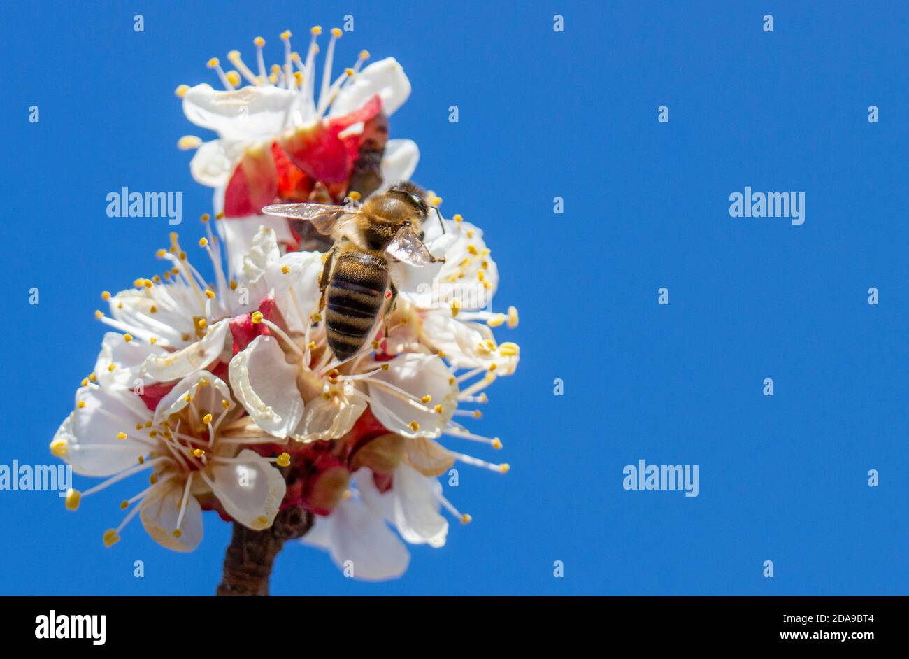 Die Biene bestäubt die Aprikosenblüte und verbreitet den Monilia-Pilz von Insekten, einschließlich Bienen. Das Problem der Infektion mit Pilzerkrankungen. Stockfoto