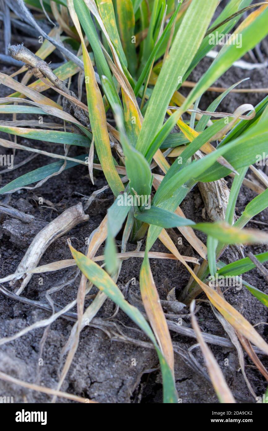 Zerstörung von Weizenpflanzen nach Frost. Die Trocknung der bevorstehenden Winterweizenernte bei widrigen Witterungsbedingungen und schweren Frösten im Frühjahr. Stockfoto