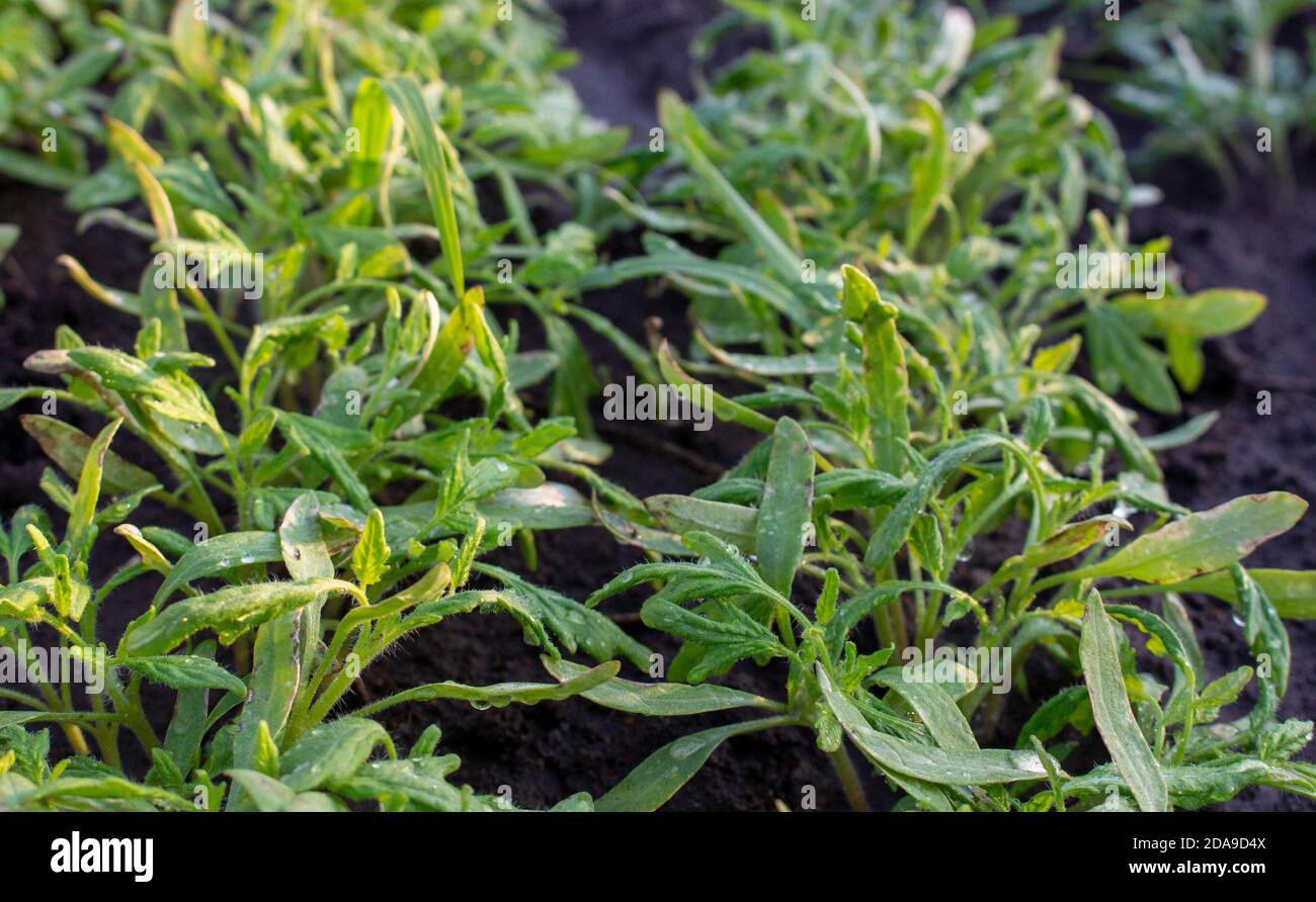 Dicht gesät Tomatensämlinge, beschädigte Sämlinge von schlechter Pflege und Sonnenbrand. Stockfoto