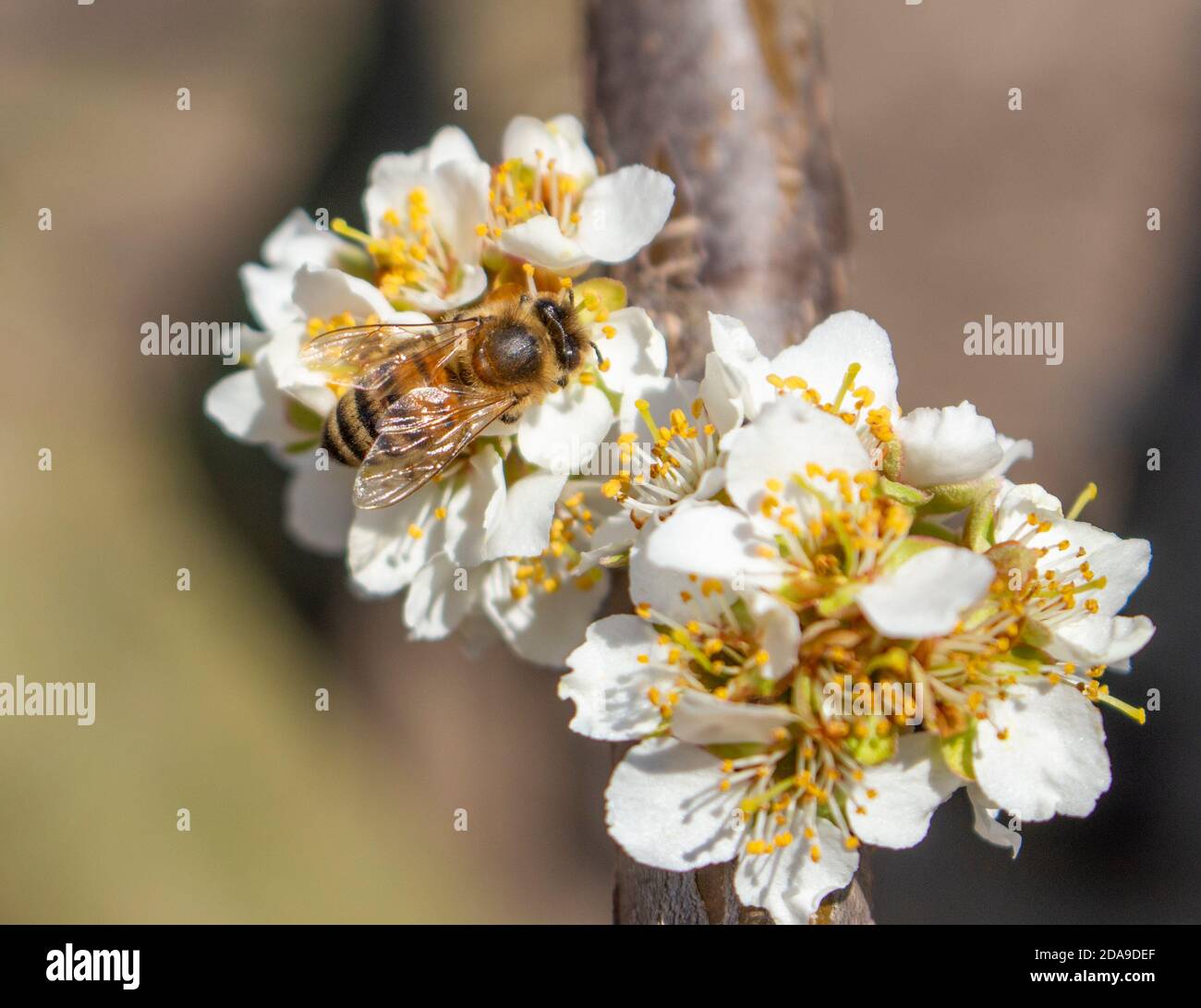 Nahaufnahme einer Biene sitzt auf einer Pflaumenblüte und sammelt Honig. Imkerei als Geschäft in der Ukraine. Stockfoto