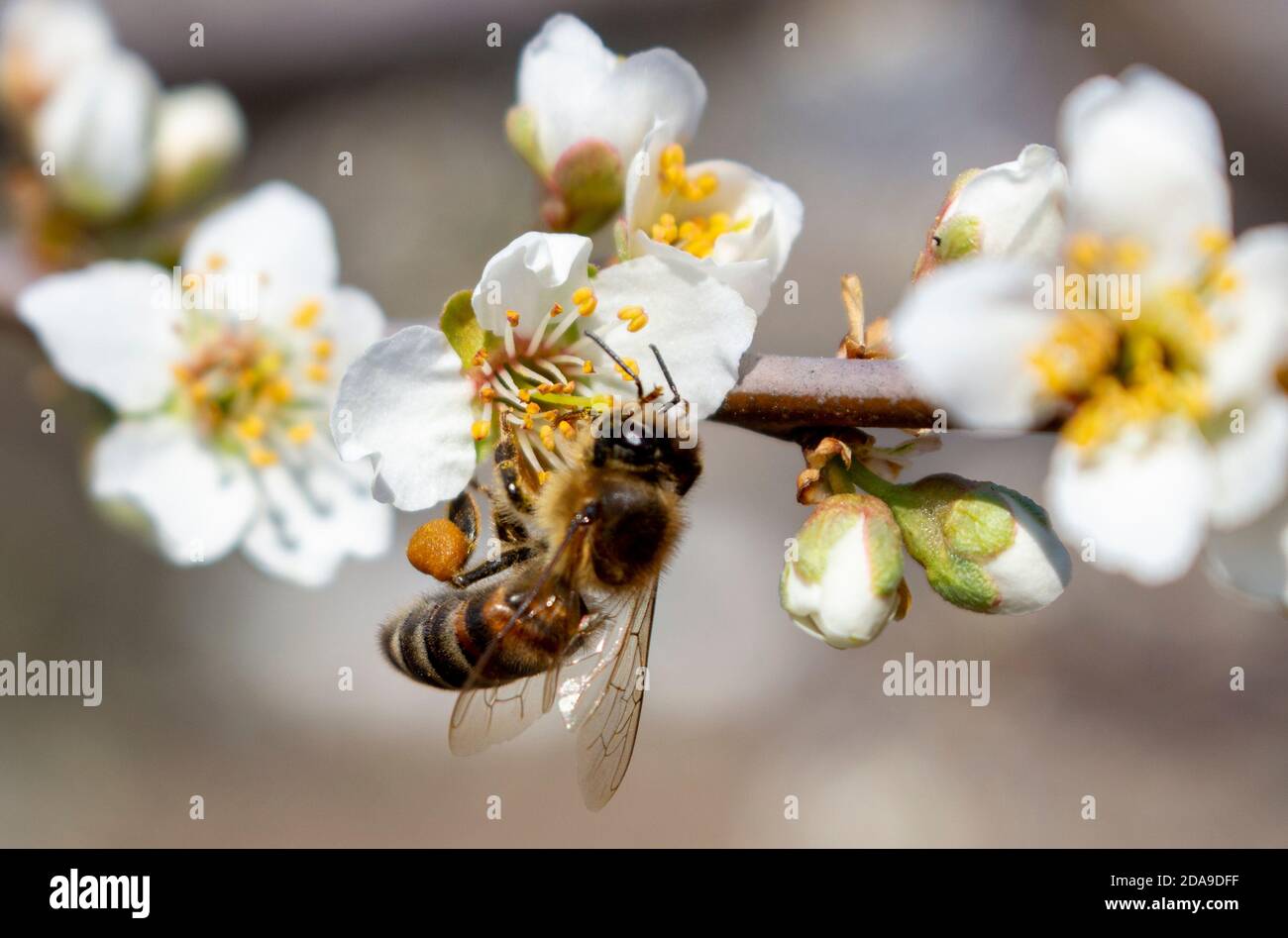 Imkerei als Geschäft, Frühjahrsernte von Honig aus Pflaumenblüten. Stockfoto
