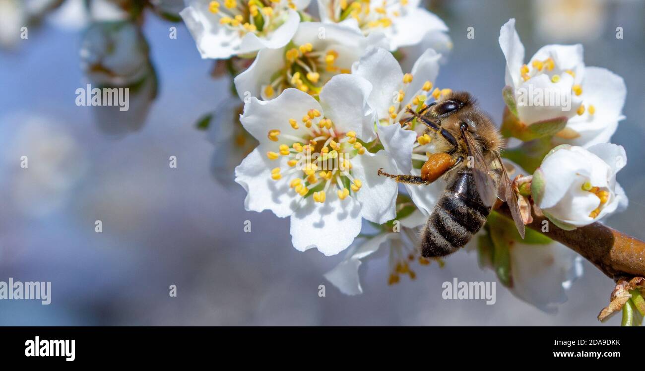 Bienenzucht sammelt die Biene Nektar aus der Aprikosenblüte. Anbau von Früchten und SB... Stockfoto