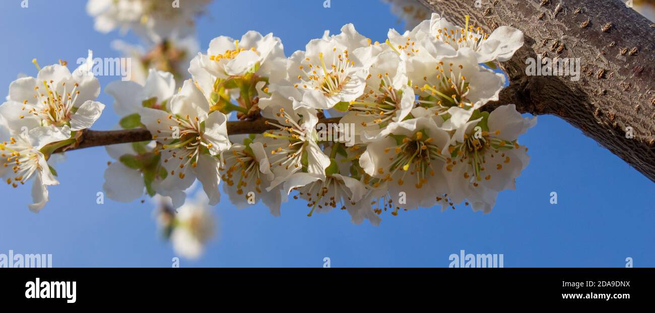 Pflaumenblüte. Blumen von Obstbäumen im Frühling Stockfoto