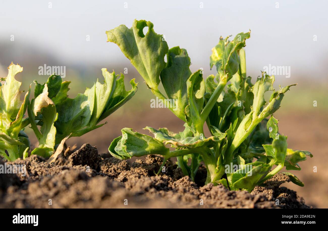 Schädlingsbefall junger Sprossen. Zerstörung der Aussaat von Hülsenfrüchten durch Insekten und Früchte. Rückgang der Ernteerträge in der Landwirtschaft. Stockfoto