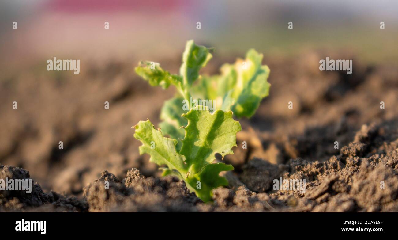 Der Sproß der Erbse Hülsenfrüchte wird durch die Schädlinge beschädigt. Zerstörung der Erbsenfrüchte auf die Landwirtschaft. Stockfoto