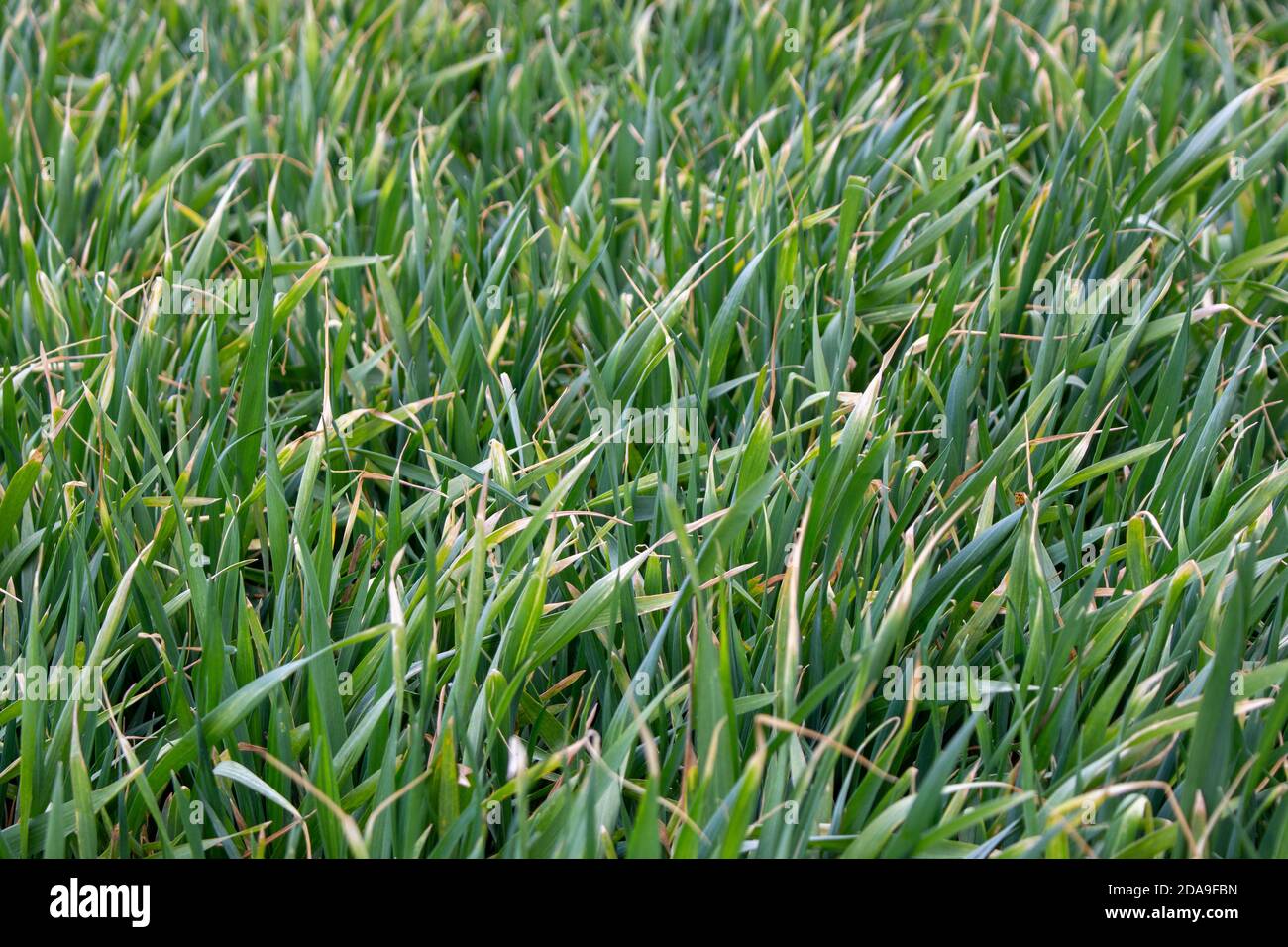 Feld von jungen Weizen mit kranken kahlen und verdorrten Enden. Stockfoto