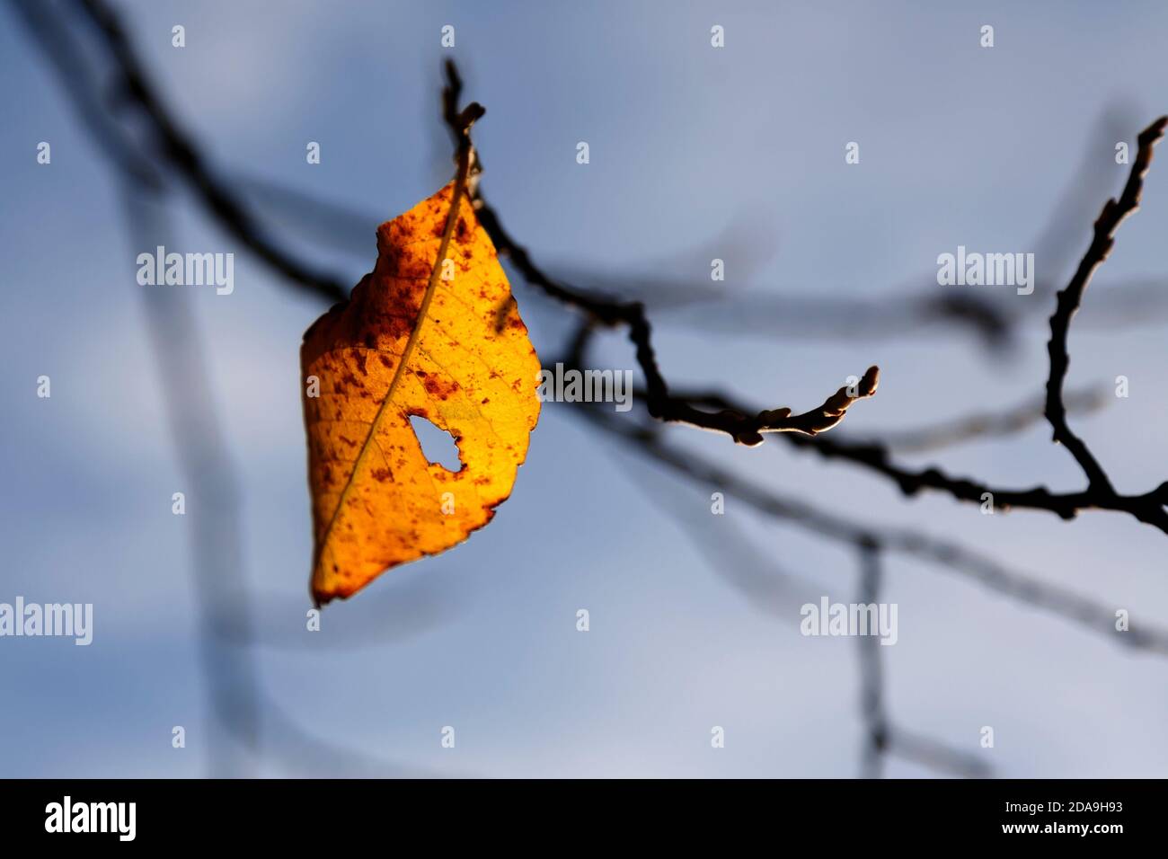 Ein einzelnes gelb-orangefarbenes Herbstblatt auf einem Ast Stockfoto