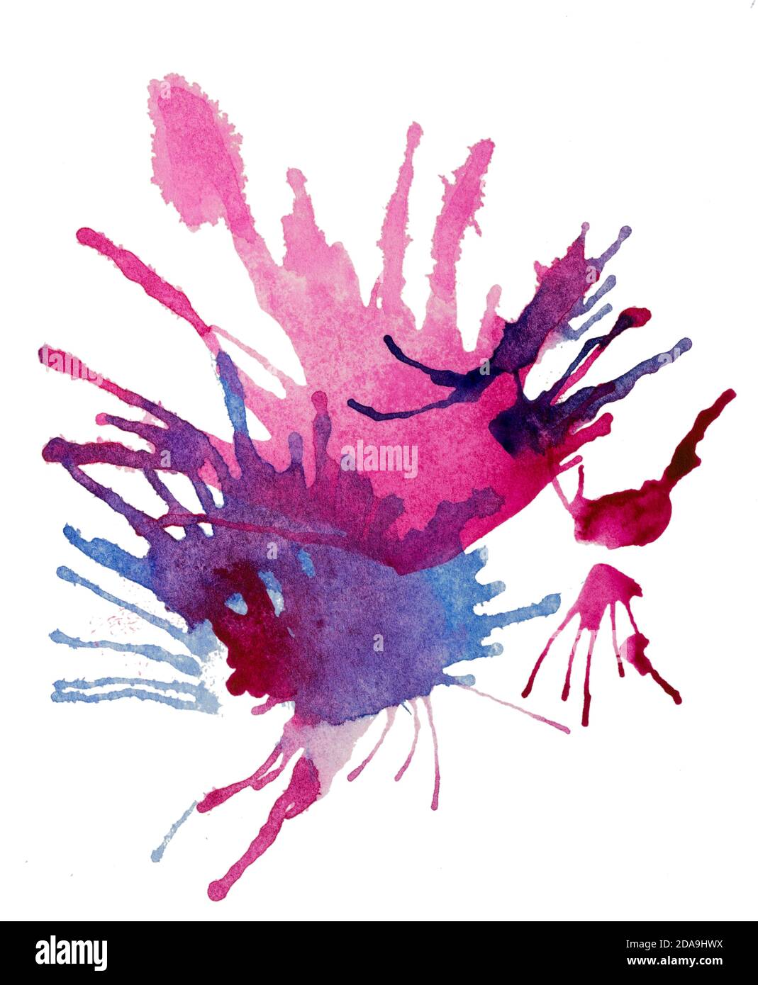 Realistische Burst einer lebendigen lila und blauen Farben. Abstraktes transparentes Aquarell-Feuerwerk. Weißer Hintergrund. Stockfoto